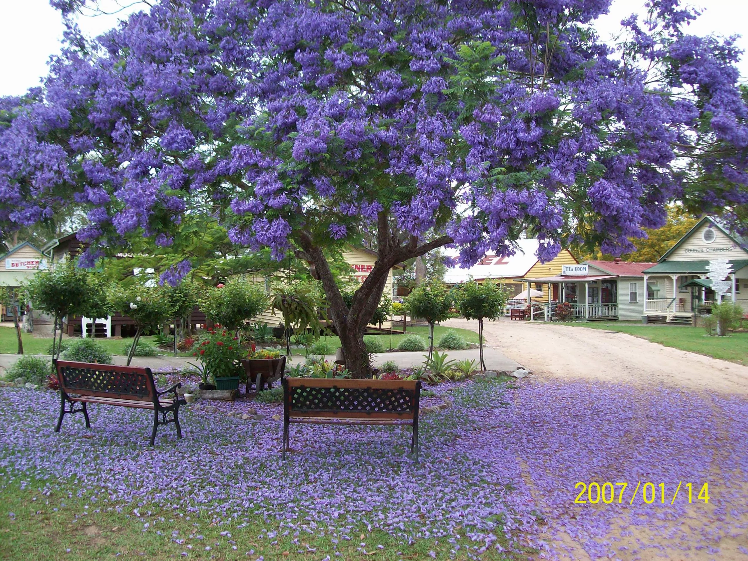 Jacaranda 2007 (2)-min